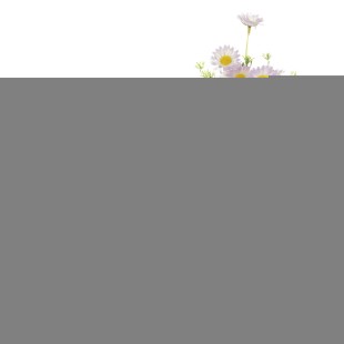 Heřmánek, puget, barva smetanovo-lila. Květina umělá. KN5105-CRM-LILA