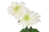 Kopretina - umělá květina, barva bílá. KT6954