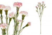Mini Karafiát, barva bílo-růžová. Květina umělá. KU4191-WHPK